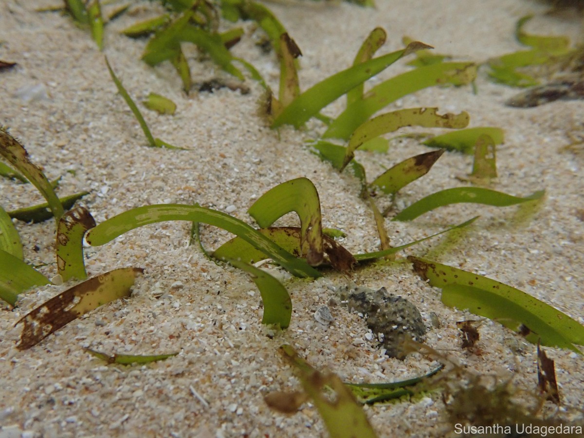Thalassia hemprichii (Ehrenb. ex Solms) Asch.